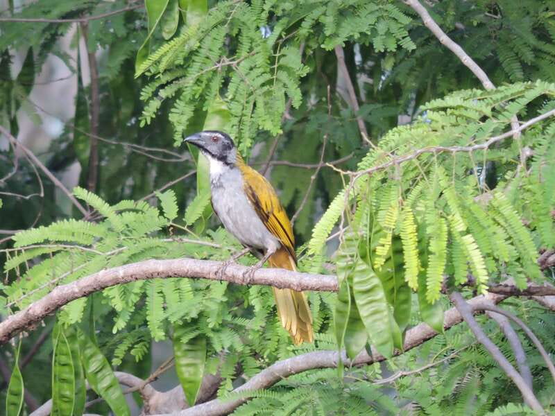 Cancún: Guided Birdwatching Hike - Wildlife viewing: 30+ species isn’t a slogan