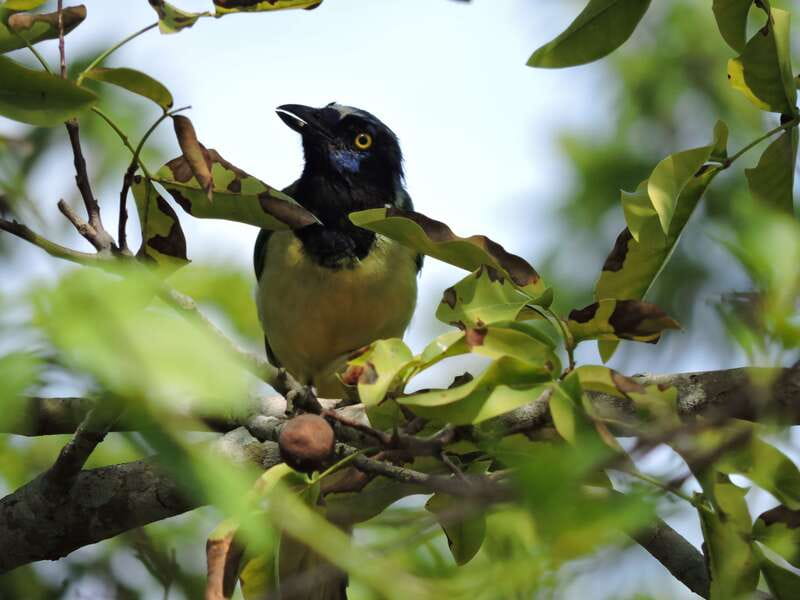 Cancún: Guided Birdwatching Hike - Meet Carlos and benefit from a guide who’s into it