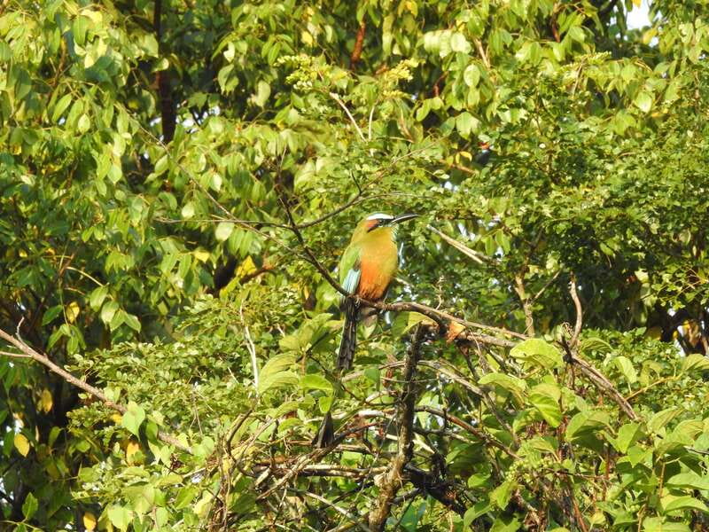Cancún: Guided Birdwatching Hike - What’s included (and what you’ll need to plan for)