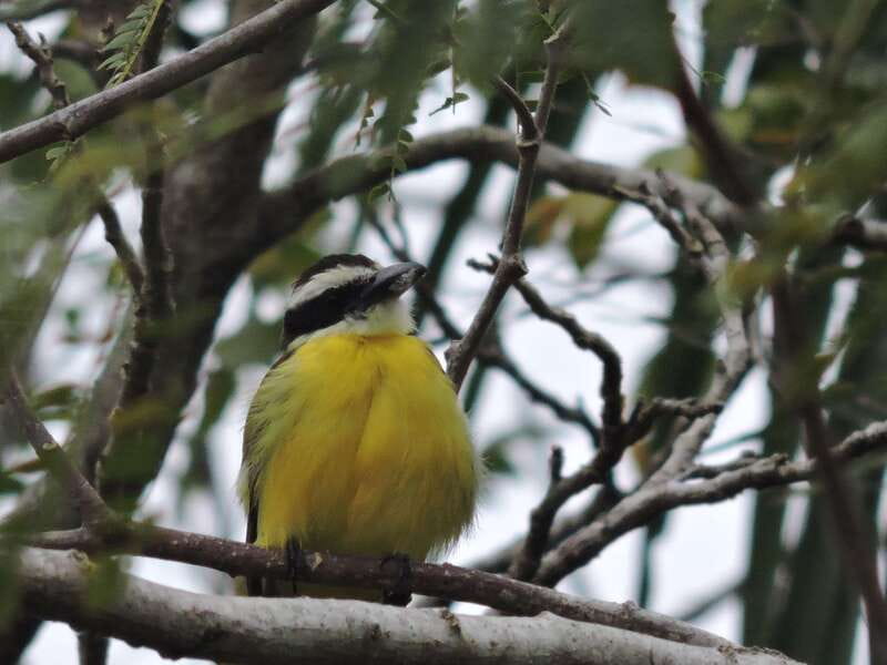 Cancún: Guided Birdwatching Hike - Timing and pacing: 6 hours with a focused wildlife block