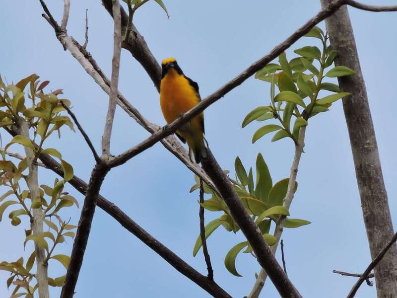 Cancún: Guided Birdwatching Hike - Group size: why 10 people helps your bird count