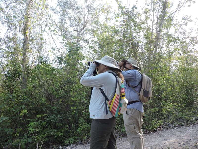 Cancún: Guided Birdwatching Hike - The morning flow: pickup, transport, and your first birding chances