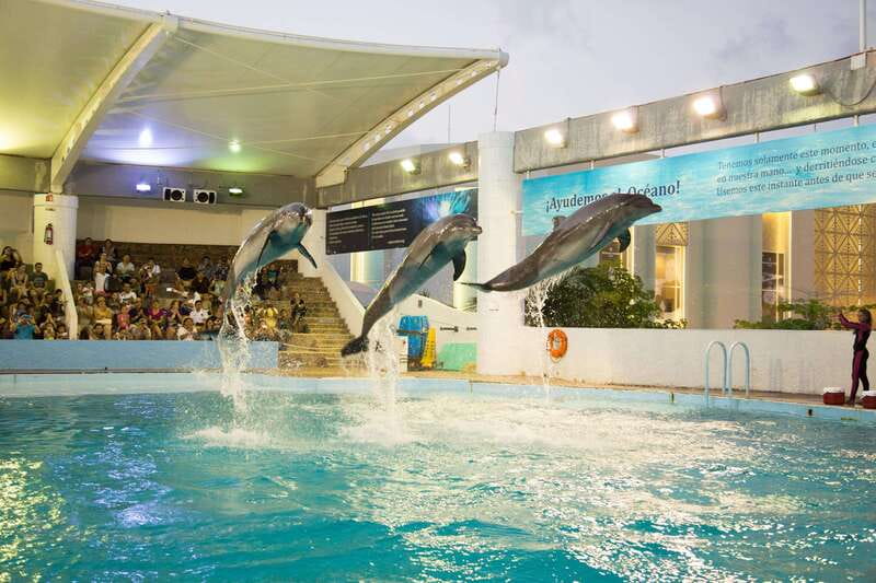 Cancún Interactive Aquarium Admission + Dolphin Presentation - Touch tanks and “no-wet” design: hands-on time without turning your day into a wash day