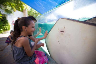 Cancún Interactive Aquarium Admission + Dolphin Presentation - The interactive aquarium experience: 140 species and 1,195 specimens to wander through