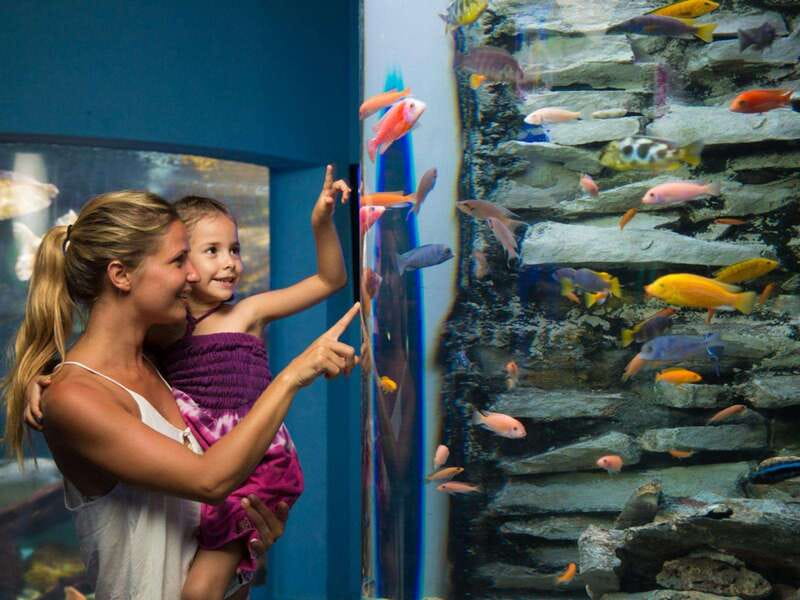 Cancún Interactive Aquarium Admission + Dolphin Presentation - Axolotl Exhibit and the iPad zone: two add-ons that change the pace