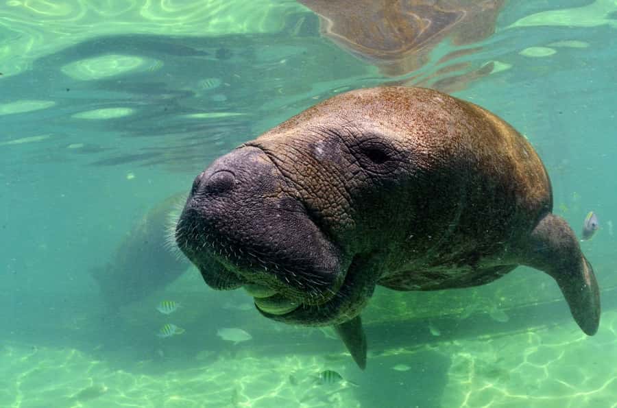 Cancún: Manatee Encounter on Isla Mujeres with Buffet Lunch - Key things I’d circle before you book