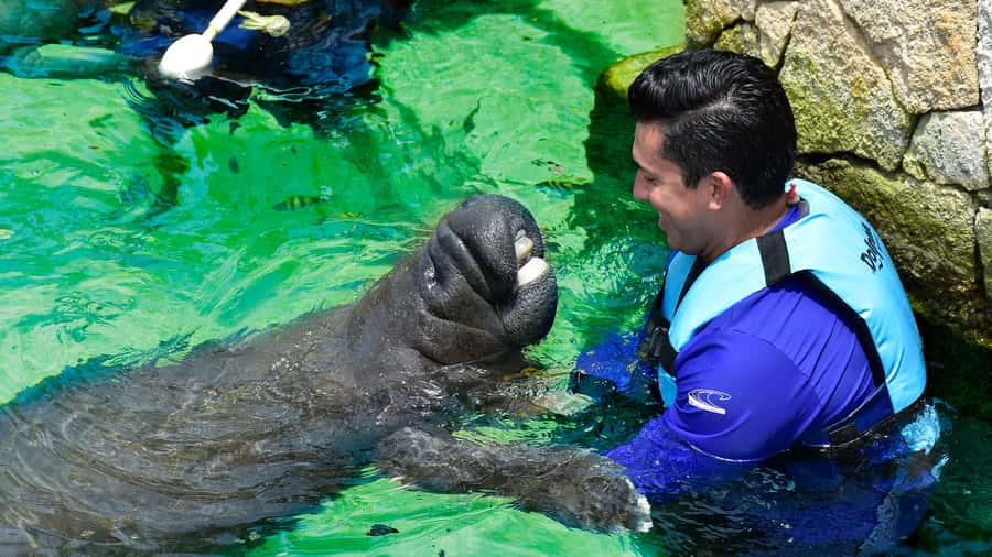 Cancún: Manatee Encounter on Isla Mujeres with Buffet Lunch - Cancún to Isla Mujeres: the ferry day that actually feels manageable
