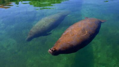 Cancún: Manatee Encounter on Isla Mujeres with Buffet Lunch - Dolphin Discovery Isla Mujeres: facilities that make the “in-between” enjoyable