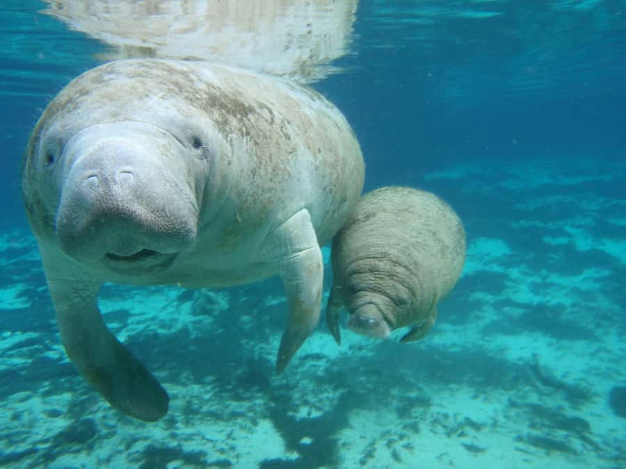 Cancún: Manatee Encounter on Isla Mujeres with Buffet Lunch - Price and value: $55 looks good, but the extras you should budget