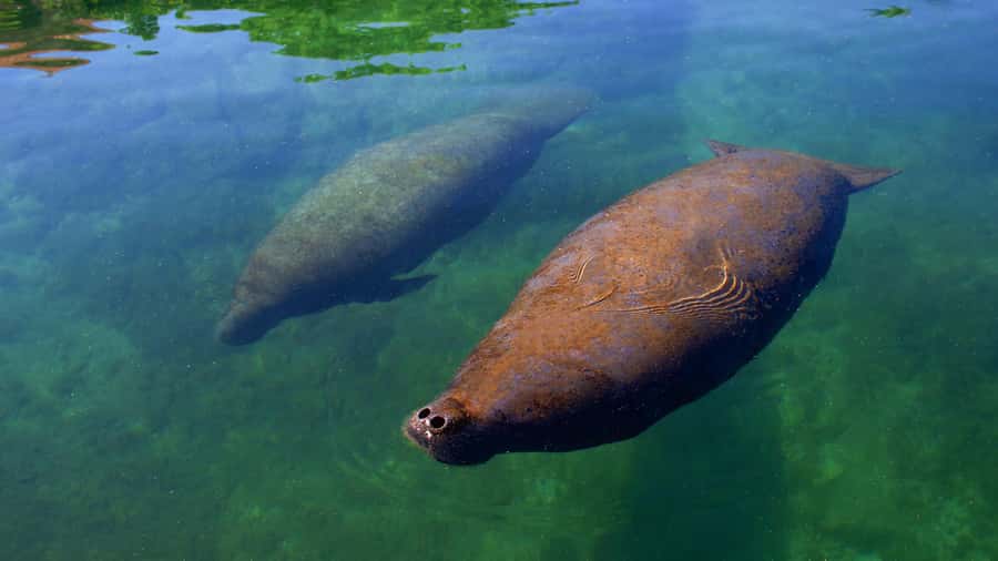 Cancún: Manatee Encounter on Isla Mujeres with Buffet Lunch - Dolphin Discovery Isla Mujeres: facilities that make the “in-between” enjoyable