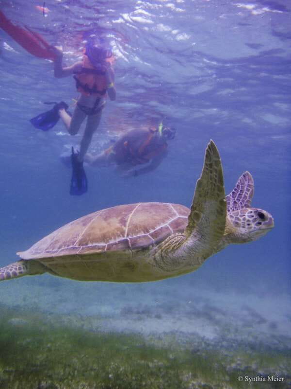 Cancun: Marine Turtle Observation in Akumal - Key things to know before you go