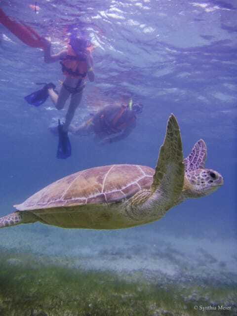 Cancun: Marine Turtle Observation in Akumal - Turtle encounters: what to expect in the water