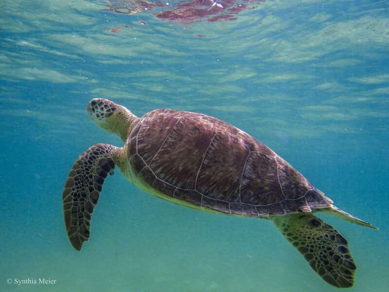 Cancun: Marine Turtle Observation in Akumal - Cenote snorkeling after Akumal: snacks, then the second swim
