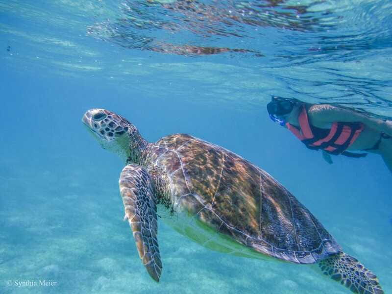 Cancun: Marine Turtle Observation in Akumal - Timing and flow: why the day feels tight (and how to enjoy it)
