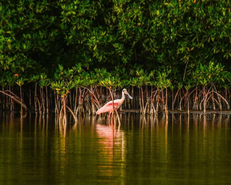 Cancún: Morning or Sunset Kayak Adventure in Nichupte Lagoon - Kayaking Through Nichupté Lagoon’s Mangroves (and What You’ll Actually See)