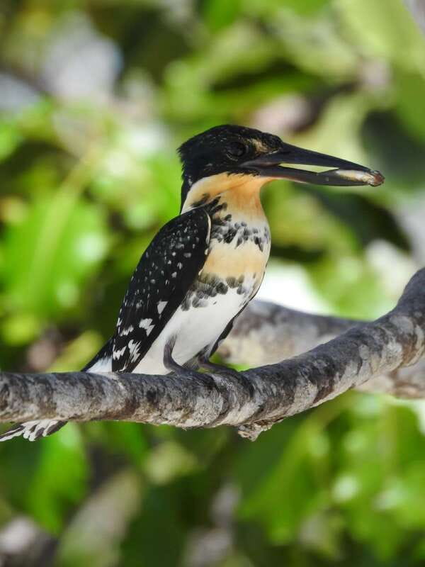 Cancún: Morning or Sunset Kayak Adventure in Nichupte Lagoon - Effort, Comfort, and Who This Tour Fits Best