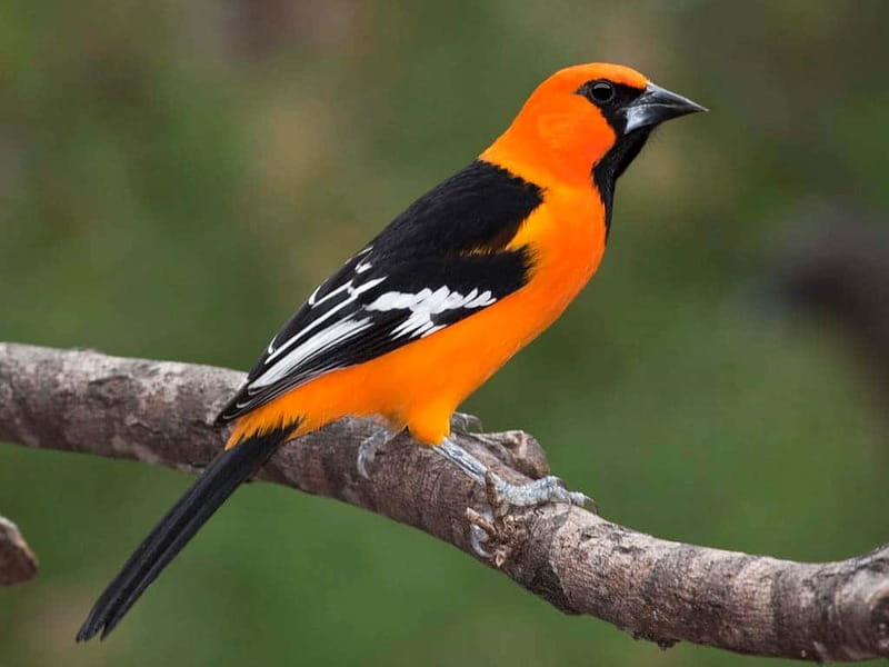 Cancun: Private Birdwatching Tour - Key Things To Know Before You Go
