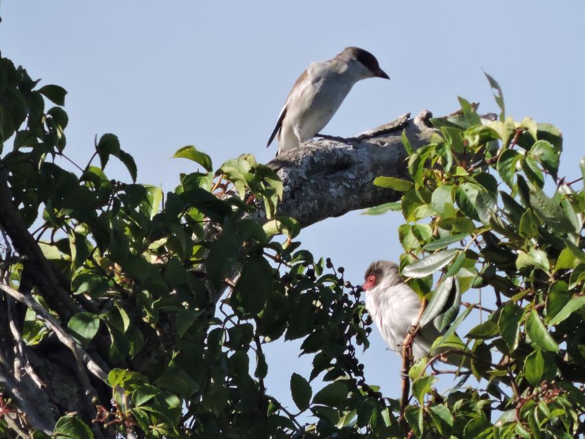 Cancun: Private Birdwatching Tour - Who This Private Birdwatching Tour Suits Best