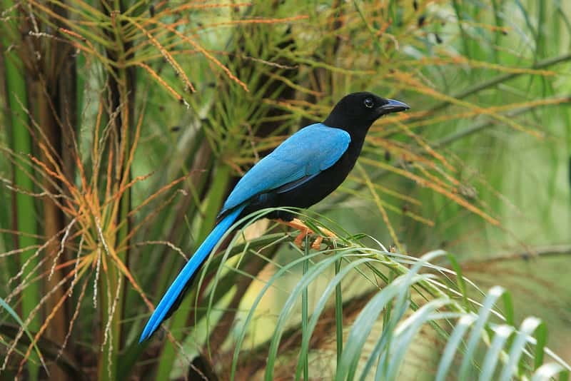 Cancun: Private Birdwatching Tour - How a 6-hour Private Birding Day Near Cancun Works