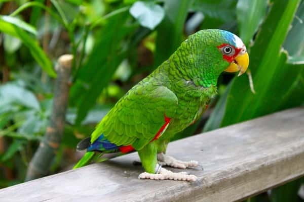 Cancun: Private Birdwatching Tour - 6:40am Jungle Hike: What Your Morning Hike Is Really Like