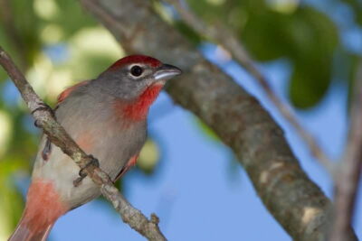 Cancun: Private Birdwatching Tour - Ruta de los Cenotes Biosphere Reserve: Why Birds Show Up Here