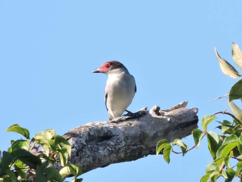 Cancun: Private Birdwatching Tour - Snack at 9:30am and the Morning-to-Midday Transition