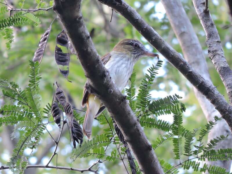 Cancun: Private Birdwatching Tour - Up to 90 Possible Birds: What You Might See by Season