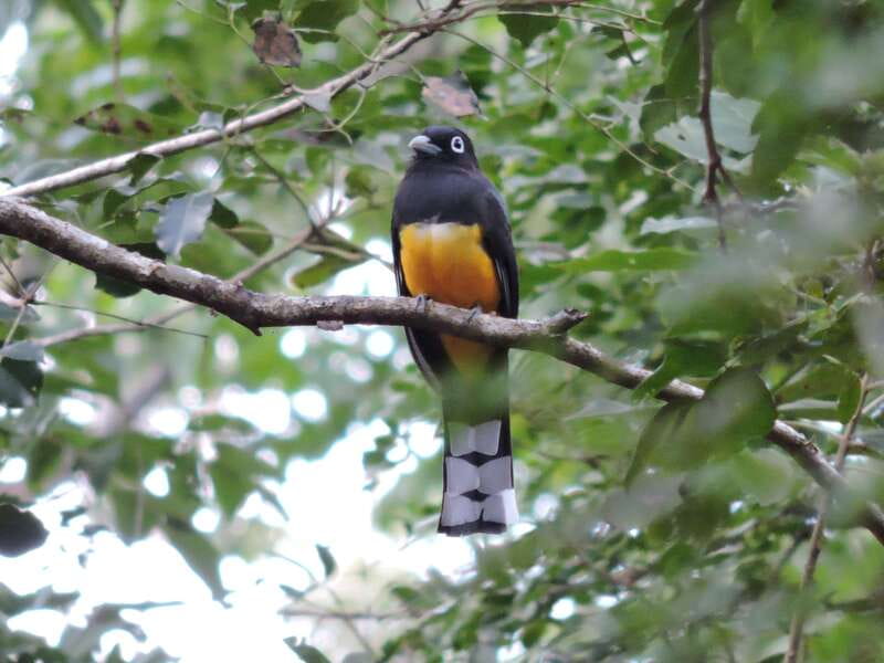 Cancun: Private Birdwatching Tour - Comfort, Rules, and What to Bring for a Jungle Birding Morning
