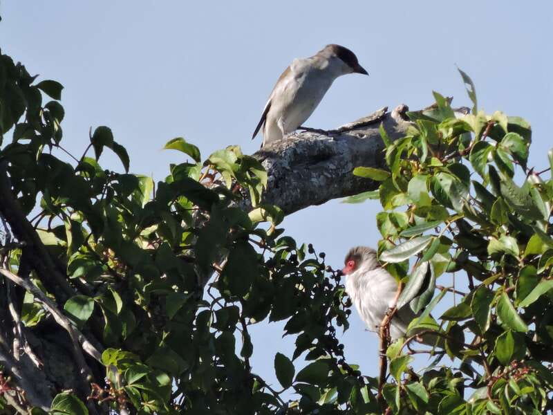 Cancun: Private Birdwatching Tour - Price and Value: Is $555 per Group Worth It?