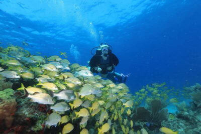 Cancun: Scuba Diving for Beginners, 2 Dives - Pool skills and safety prep before you go under