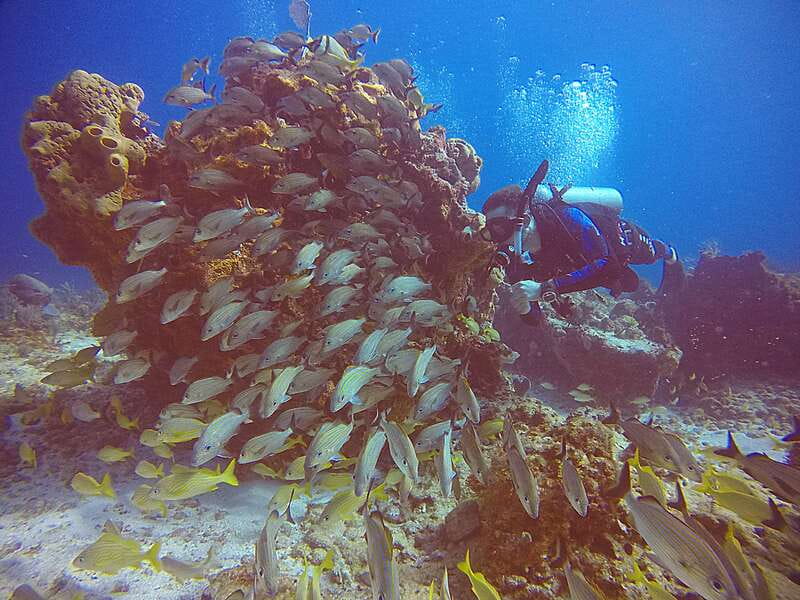 Cancun: Scuba Diving for Certified Divers, 3 options to dive - Should You Book This Cancun Underwater-Session Tour?