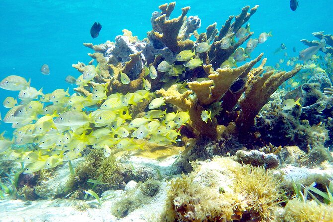 Cancun Snorkeling Adventure: Underwater Museum, Reef & Shipwreck - What You Should Bring (So the Day Stays Fun)