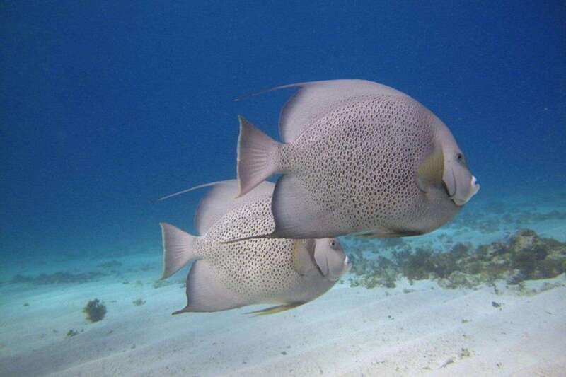 Cancun: Snorkeling at Underwater Museum & Manchones Reef - Key takeaways