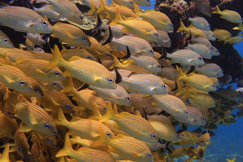 Cancun: Snorkeling at Underwater Museum & Manchones Reef - Price and Real Costs: The $59 Headline and the Extras
