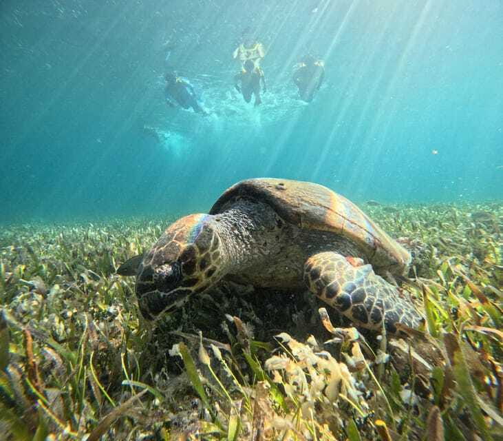 Cancun: Snorkeling Boat Tour with Gear - Turtle and ray spot: high odds and a calm swim