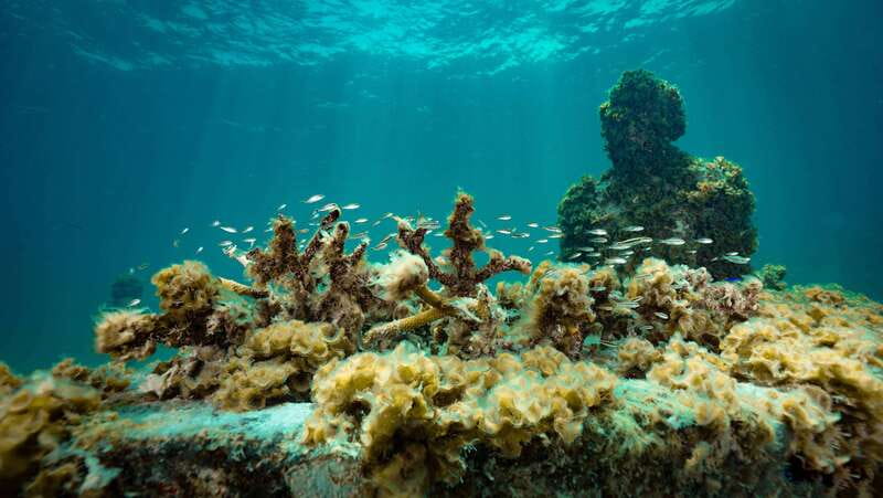 Cancun: Snorkeling Tour at MUSA The Underwater Museum - Manchones Reef Snorkel: Fish, Turtles, and Rays