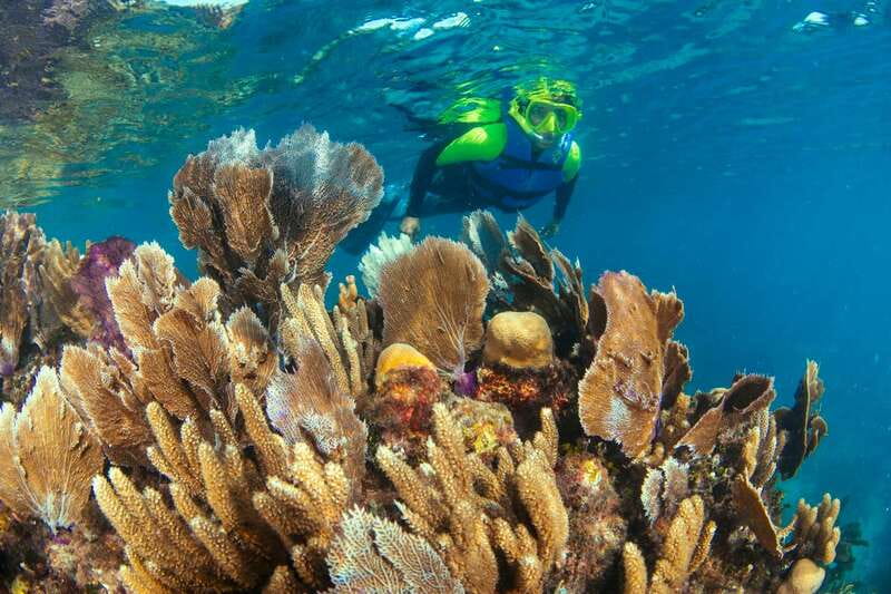 Cancun: Snorkeling Tour at MUSA The Underwater Museum - Price and the Real Cost: $58 Plus the Dock Fee