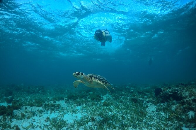Cancun Snorkeling Tour: Swim with Turtles, Reef, Underwater Museum and Shipwreck - Stop 2: El Meco Reef for Turtles, Possible Rays, and a Shipwreck