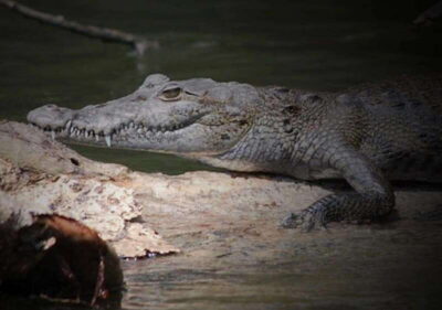 Cancun: Speedboat Adventure & Crocodile Sighting - The mangrove run: what you’ll learn while you’re moving