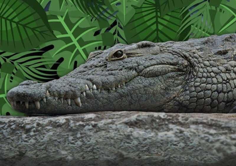 Cancun: Speedboat Adventure & Crocodile Sighting - What’s included vs. what you’ll need to bring yourself