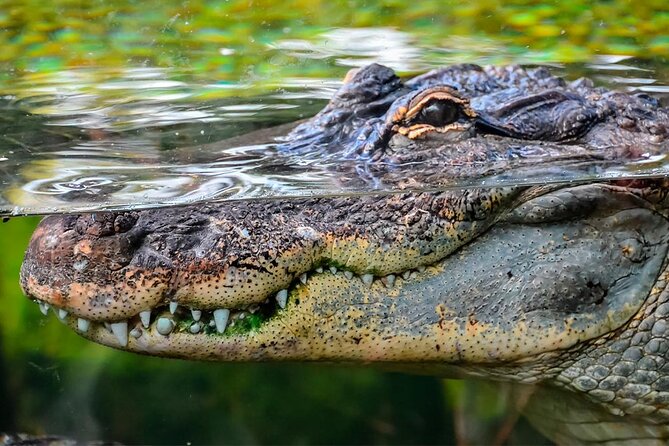 Cancun Speedboat with Crocodile Watching Jungle Tours Adventure - Key points before you go