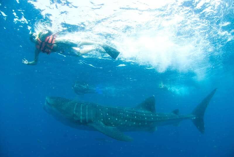 Cancún: Swim with Whale Sharks - The early start: van to Puerto Juárez, then speedboat time