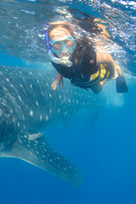 Cancún: Swim with Whale Sharks & Playa Norte Beach - Key highlights you’ll actually care about