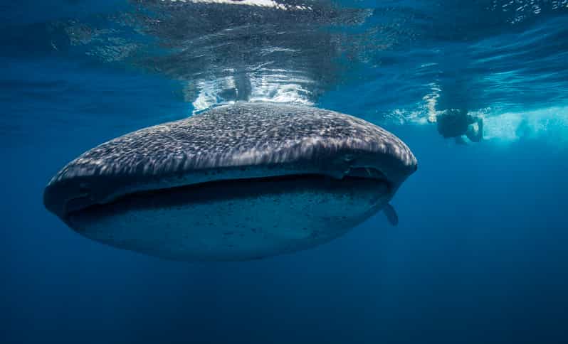 Cancún: Swim with Whale Sharks & Playa Norte Beach - At the marina: coffee, safety briefing, and all the gear basics
