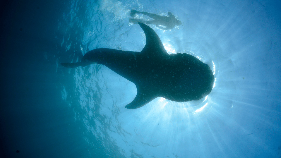 Cancún: Swim with Whale Sharks & Playa Norte Beach - The boat ride: 36-foot comfort and a small-group feel