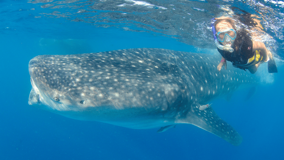 Cancún: Swim with Whale Sharks & Playa Norte Beach - Isla Mujeres at Playa Norte: the perfect landing after the swim