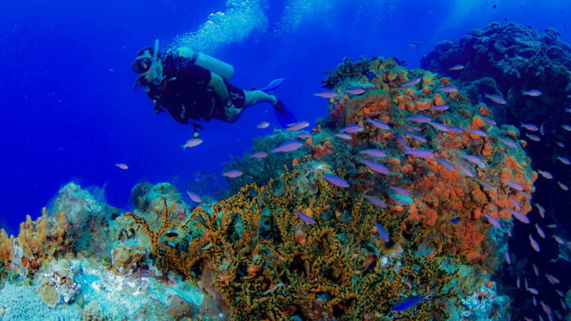 Cancún: Underwater Museum & Reef for Certified Scuba Divers - Gear and comfort: the practical side of staying happy underwater
