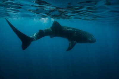 Cancun Whale Shark Encounter - Pickup, Group Size, and the Morning Pace