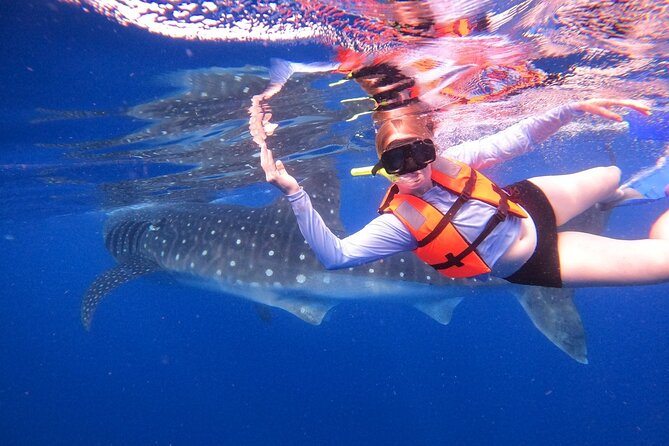 Cancun Whale Shark Experience with Snorkel & Transportation - The Logistics Detail to Know Up Front