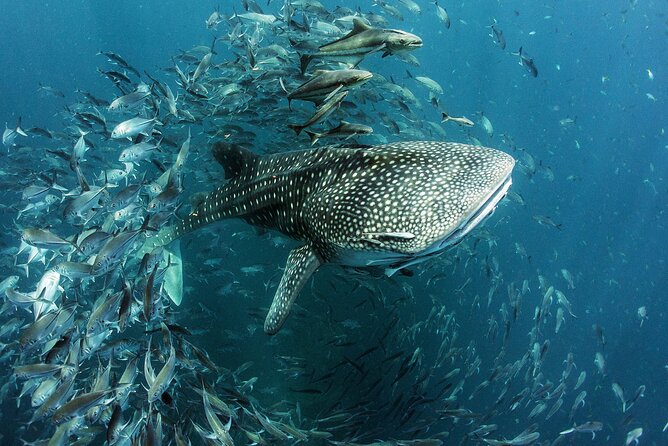 Cancun Whale Shark Experience with Snorkel & Transportation - Whale Shark Time: Two Sightings and Two Water Moments